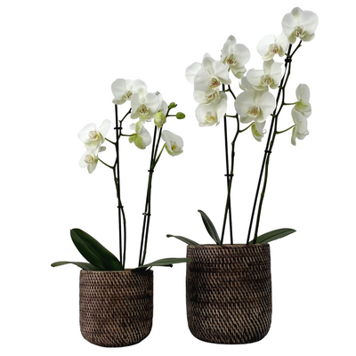 Brown Orchid Pot - 2 sizes