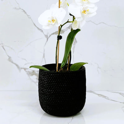 Black Orchid Pot - 2 sizes