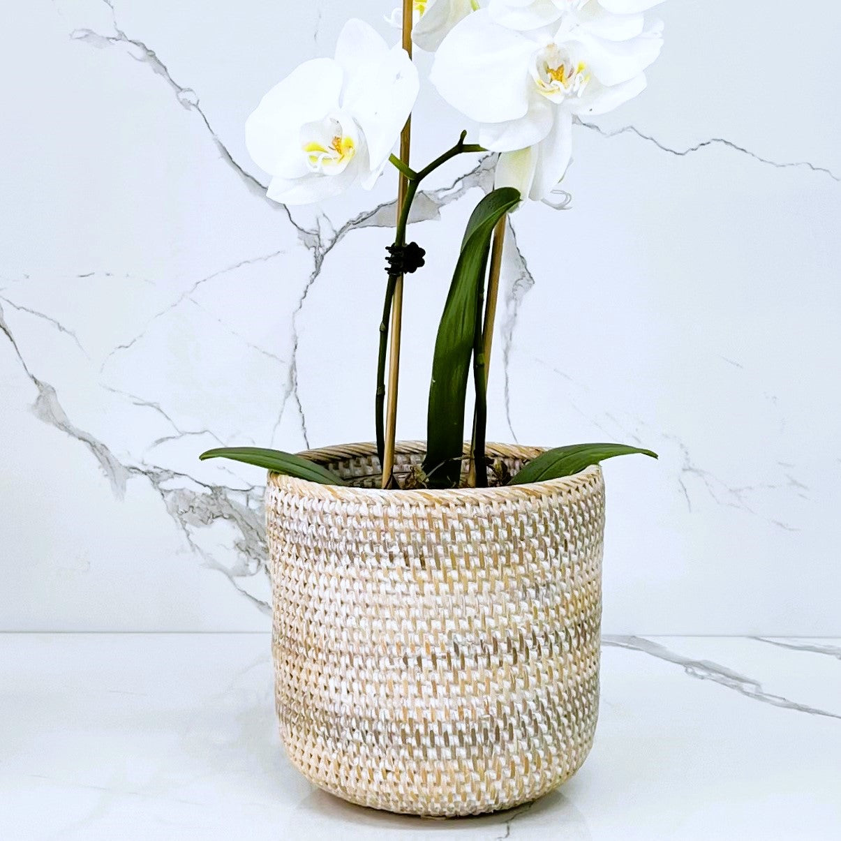 White Orchid Pot - 2 sizes