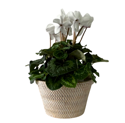 White Planter