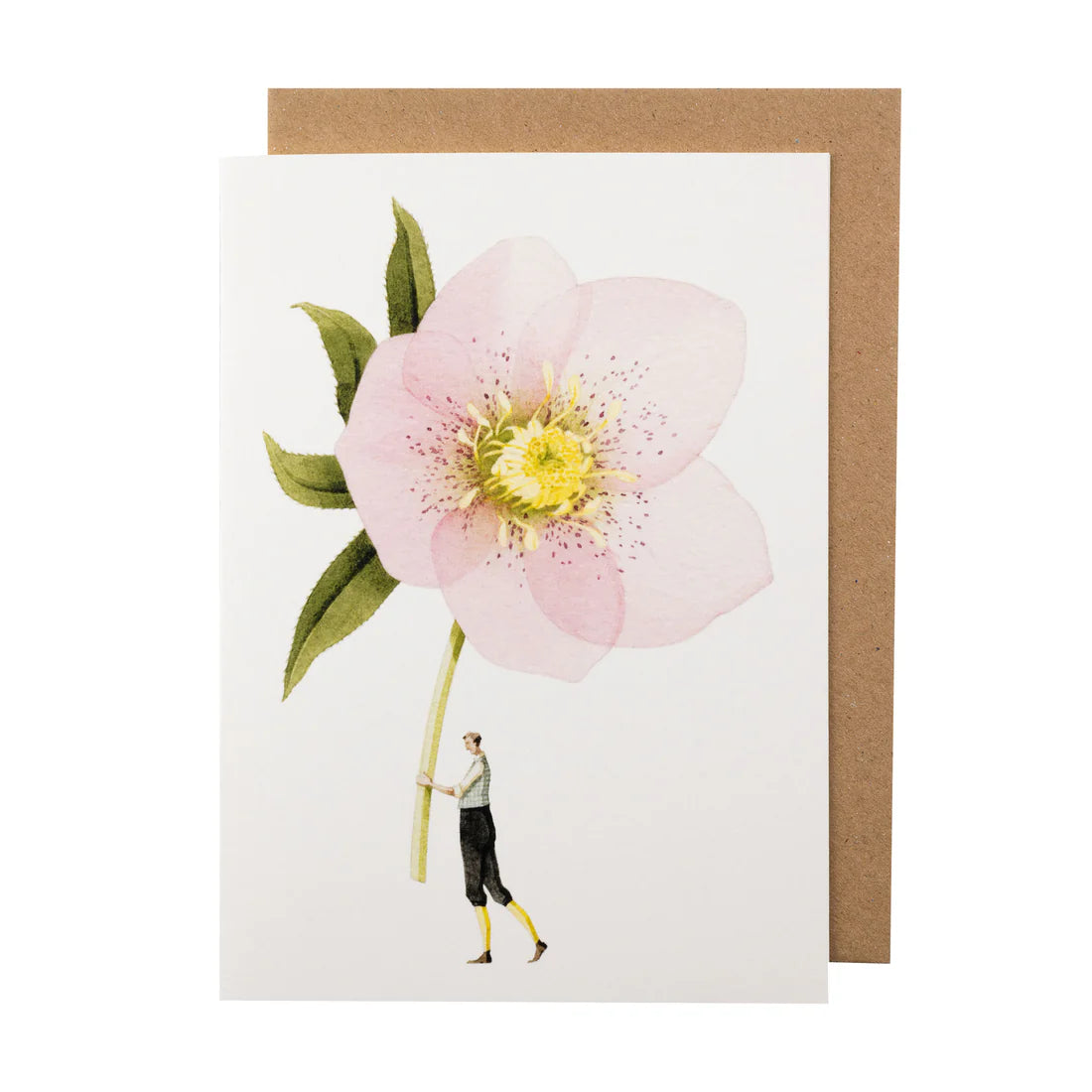 Card - Pink Helebore