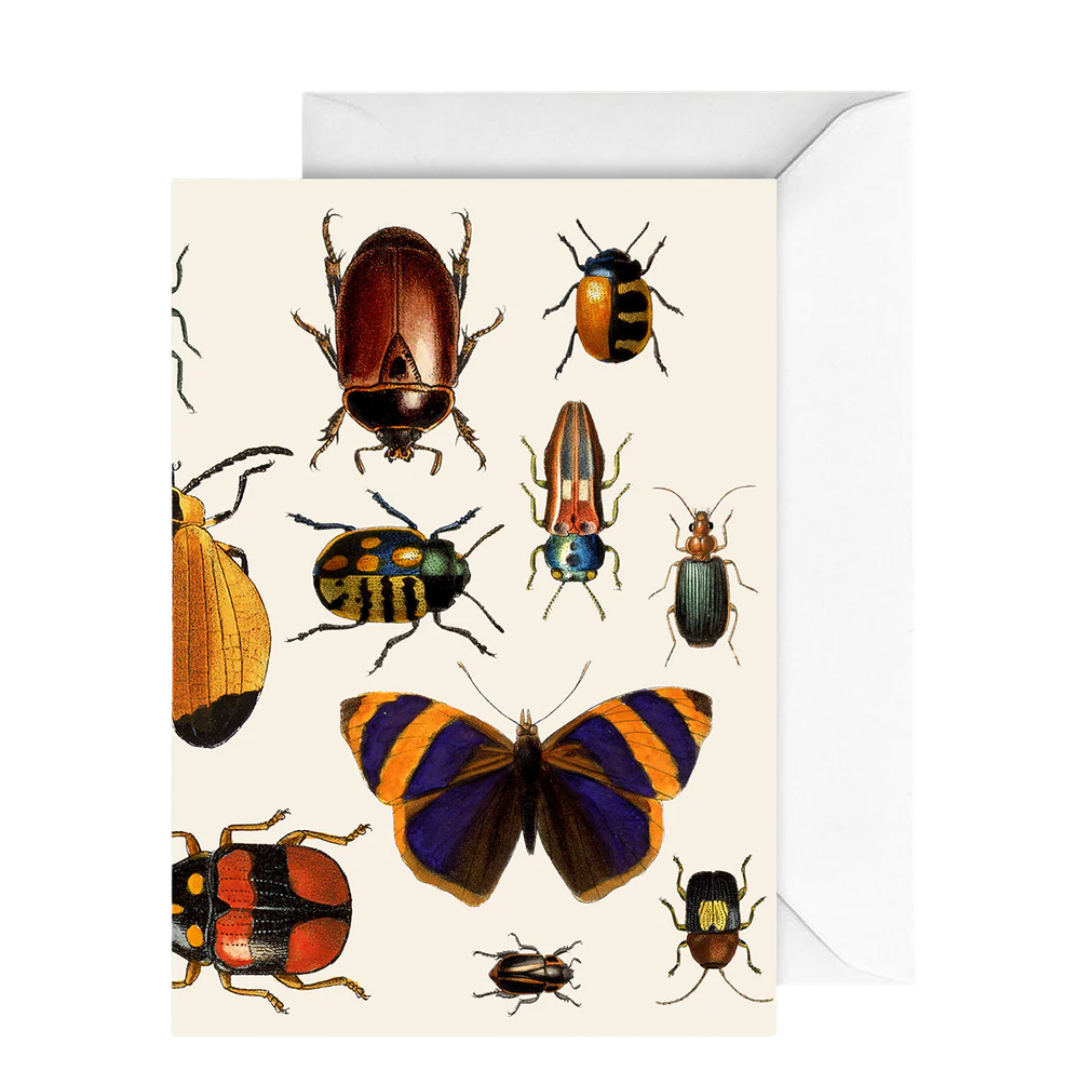 Card Naturalist Butterfly & Insects