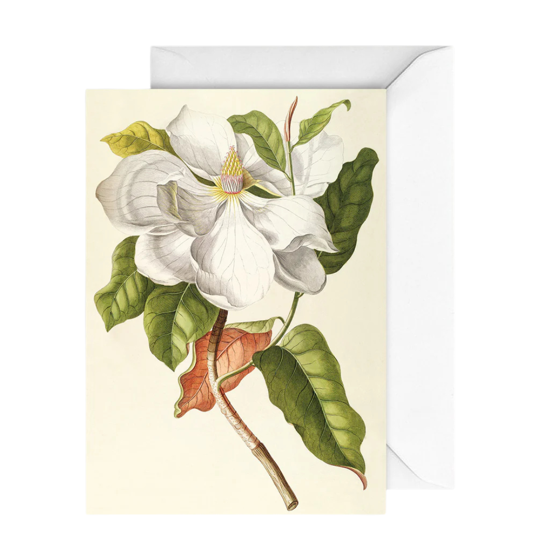 Card Botany Magnolia