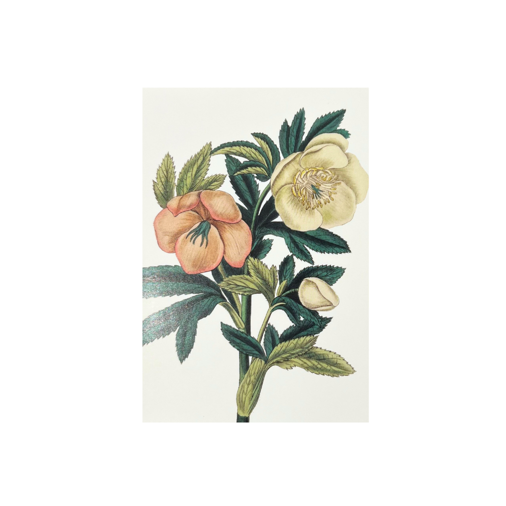 Mini Card - Hellebore