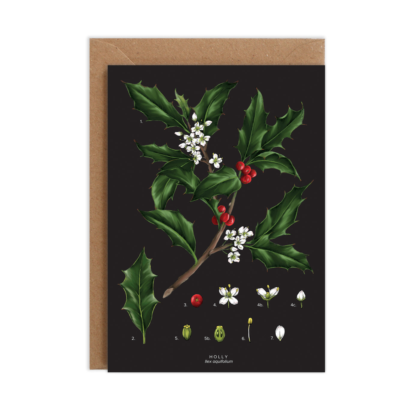 Christmas Card - Holly Species