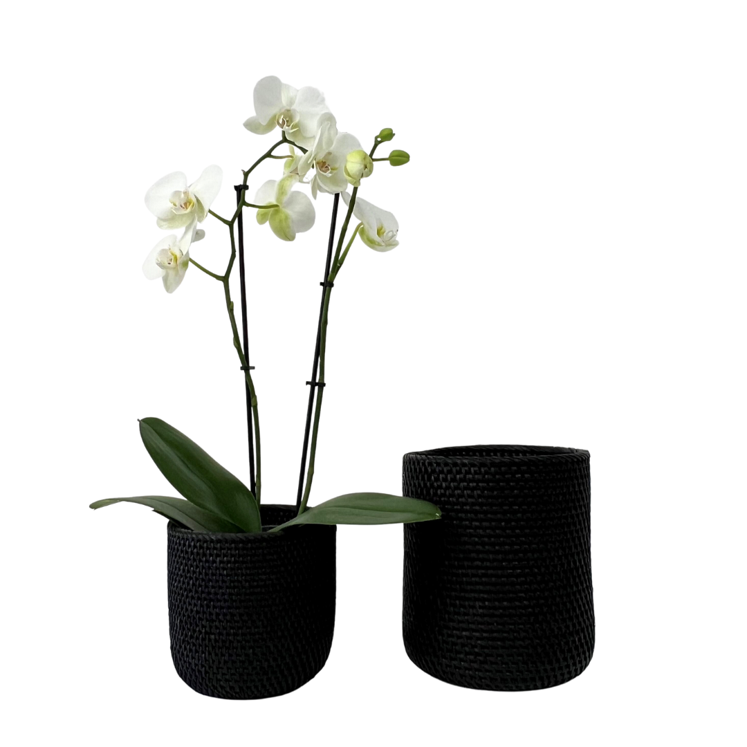 Black Orchid Pot - 2 sizes