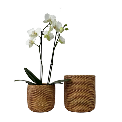 Tan Orchid Pot - 2 sizes