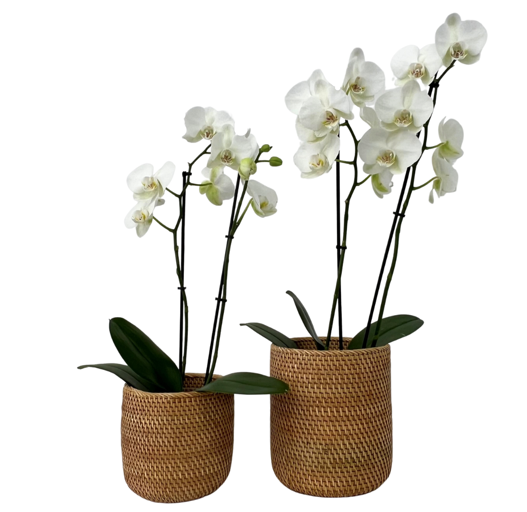 Tan Orchid Pot - 2 sizes