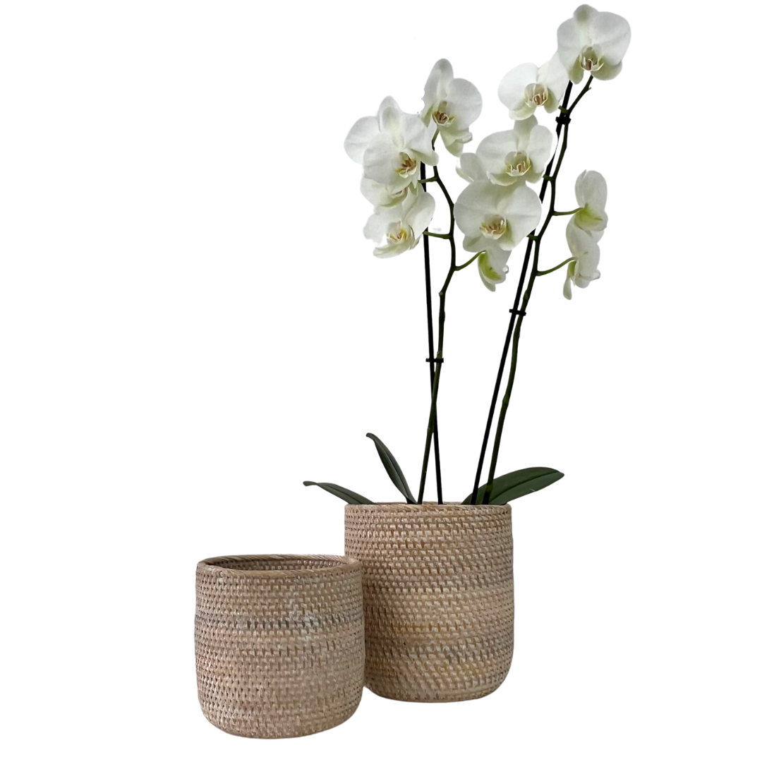 White Orchid Pot - 2 sizes